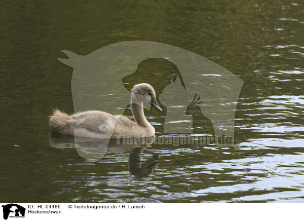 Hckerschwan / mute swan / HL-04486