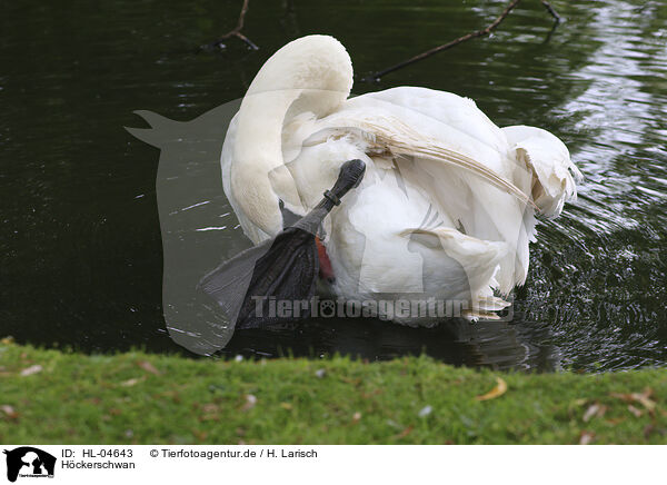 Hckerschwan / HL-04643