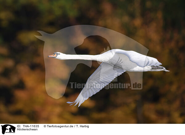 Hckerschwan / mute swan / THA-11635