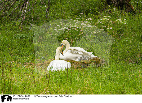 Hckerschwan / mute swan / DMS-17022