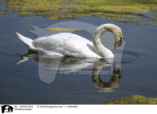 H�ckerschwan / mute swan / JOH-01934