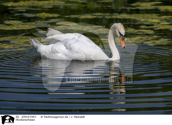 H�ckerschwan / mute swan / JOH-01941
