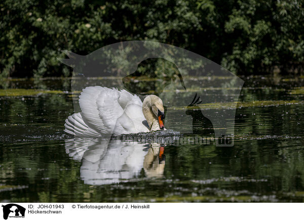 H�ckerschwan / mute swan / JOH-01943