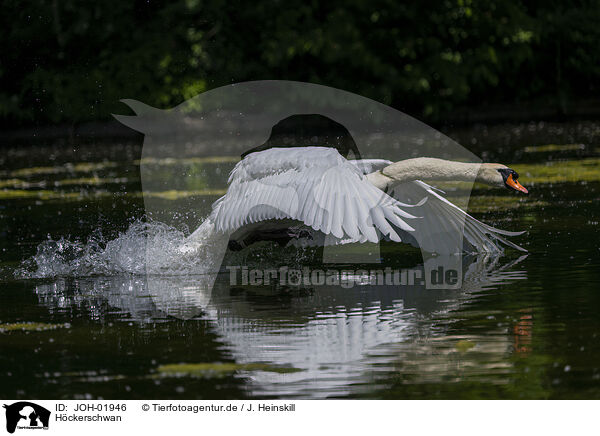 H�ckerschwan / mute swan / JOH-01946