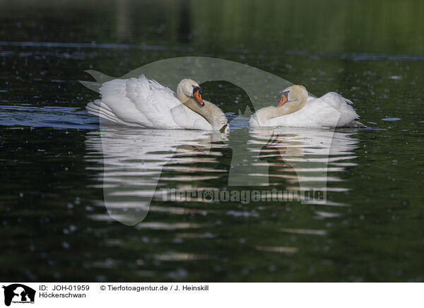 H�ckerschwan / mute swan / JOH-01959