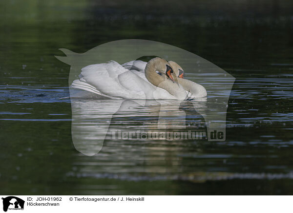 H�ckerschwan / mute swan / JOH-01962