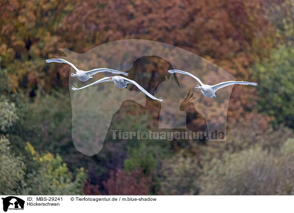 H�ckerschwan / mute swan / MBS-29241