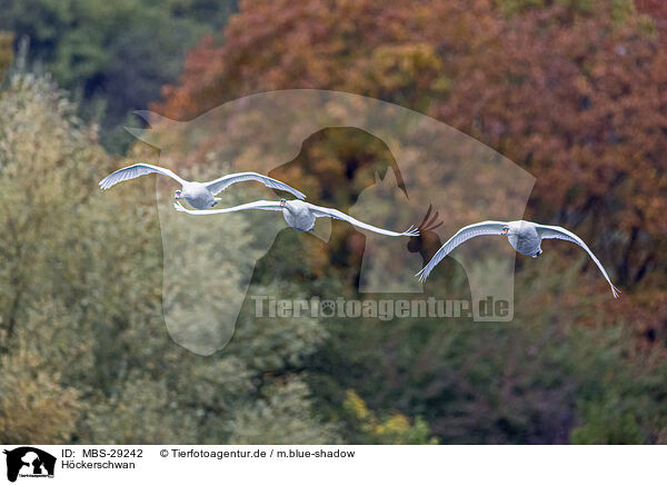 H�ckerschwan / mute swan / MBS-29242
