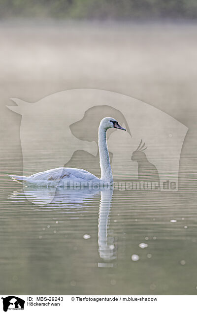 H�ckerschwan / mute swan / MBS-29243