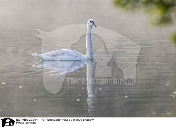 H�ckerschwan / mute swan / MBS-29244