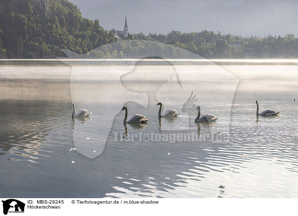 H�ckerschwan / mute swan / MBS-29245