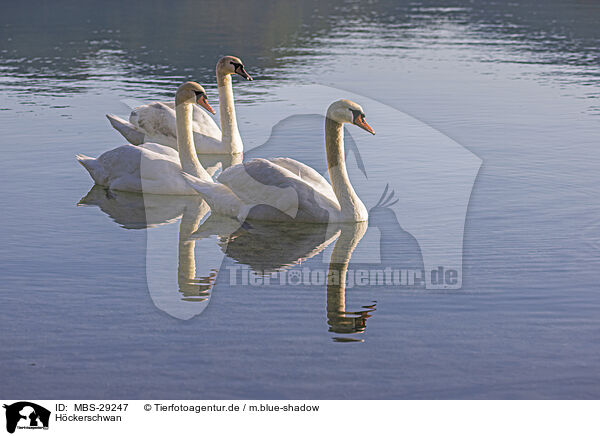 H�ckerschwan / mute swan / MBS-29247