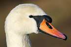 Hckerschwan im Portrait