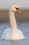 Hckerschwan