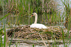 Hckerschwan auf dem Nest