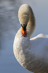 Hckerschwan