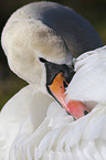 Hckerschwan