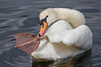 Hckerschwan
