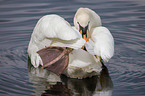 Hckerschwan