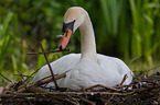 Hckerschwan