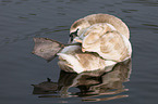 Hckerschwan