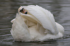 H�ckerschwan