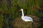Hckerschwan
