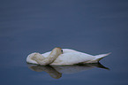 Hckerschwan