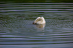 Hckerschwan