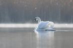 Hckerschwan schwimmt auf See