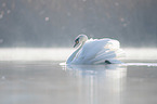 Hckerschwan schwimmt auf See