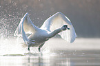 Hckerschwan fliegt ber den See