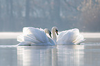 Hckerschwne auf dem See