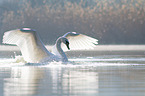 Hckerschwan schwimmt auf See