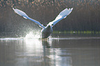 Hckerschwan fliegt ber den See