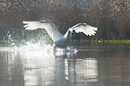 Hckerschwan fliegt ber den See