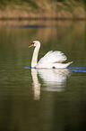 schwimmender Hckerschwan