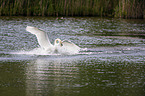 schwimmender Hckerschwan