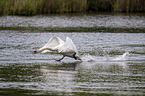 fliegender Hckerschwan