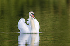 schwimmender Hckerschwan