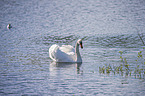 schwimmender Hckerschwan