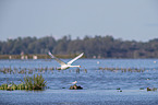 fliegender Hckerschwan