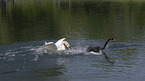 Hckerschwan mit Trauerschwan