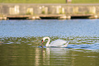 Hckerschwan und Nilgans