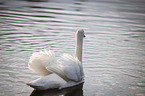 Hckerschwan