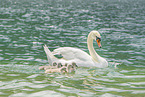 Hckerschwan