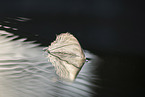 Hckerschwan Feder