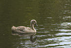 Hckerschwan