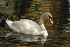 Hckerschwan