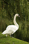 Hckerschwan